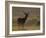 Red Deer (Cervus Elaphus), Stag in Velvet, Grasspoint, Mull, Inner Hebrides, Scotland-Steve & Ann Toon-Framed Photographic Print