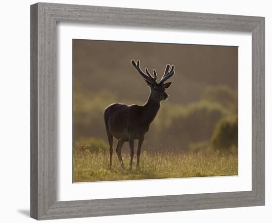 Red Deer (Cervus Elaphus), Stag in Velvet, Grasspoint, Mull, Inner Hebrides, Scotland-Steve & Ann Toon-Framed Photographic Print