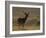 Red Deer (Cervus Elaphus), Stag in Velvet, Grasspoint, Mull, Inner Hebrides, Scotland-Steve & Ann Toon-Framed Photographic Print