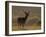 Red Deer (Cervus Elaphus), Stag in Velvet, Grasspoint, Mull, Inner Hebrides, Scotland-Steve & Ann Toon-Framed Photographic Print