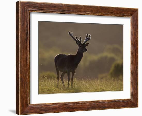 Red Deer (Cervus Elaphus), Stag in Velvet, Grasspoint, Mull, Inner Hebrides, Scotland-Steve & Ann Toon-Framed Photographic Print