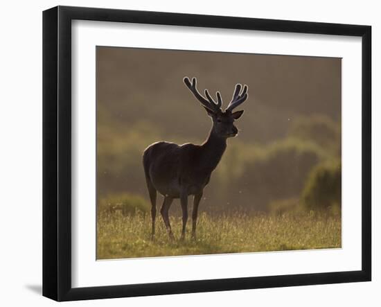 Red Deer (Cervus Elaphus), Stag in Velvet, Grasspoint, Mull, Inner Hebrides, Scotland-Steve & Ann Toon-Framed Photographic Print