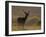 Red Deer (Cervus Elaphus), Stag in Velvet, Grasspoint, Mull, Inner Hebrides, Scotland-Steve & Ann Toon-Framed Photographic Print