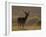 Red Deer (Cervus Elaphus), Stag in Velvet, Grasspoint, Mull, Inner Hebrides, Scotland-Steve & Ann Toon-Framed Photographic Print