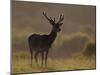 Red Deer (Cervus Elaphus), Stag in Velvet, Grasspoint, Mull, Inner Hebrides, Scotland-Steve & Ann Toon-Mounted Photographic Print