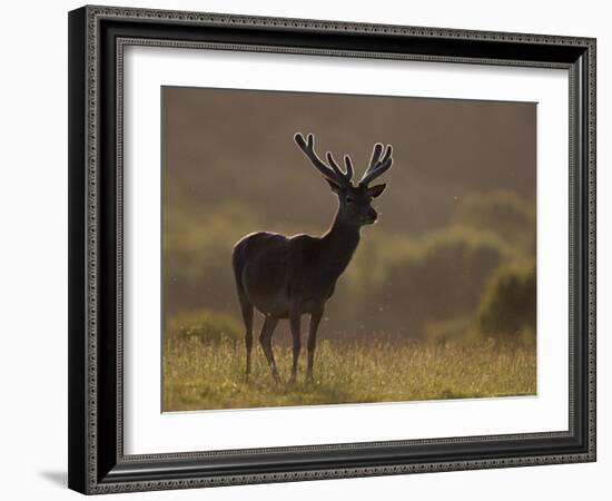 Red Deer (Cervus Elaphus), Stag in Velvet, Grasspoint, Mull, Inner Hebrides, Scotland-Steve & Ann Toon-Framed Photographic Print