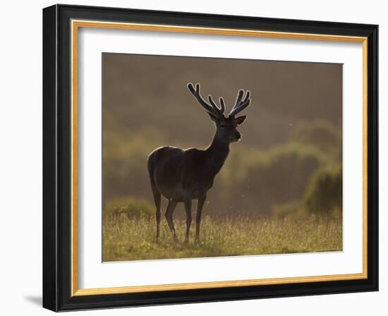 Red Deer (Cervus Elaphus), Stag in Velvet, Grasspoint, Mull, Inner Hebrides, Scotland-Steve & Ann Toon-Framed Photographic Print