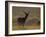 Red Deer (Cervus Elaphus), Stag in Velvet, Grasspoint, Mull, Inner Hebrides, Scotland-Steve & Ann Toon-Framed Photographic Print