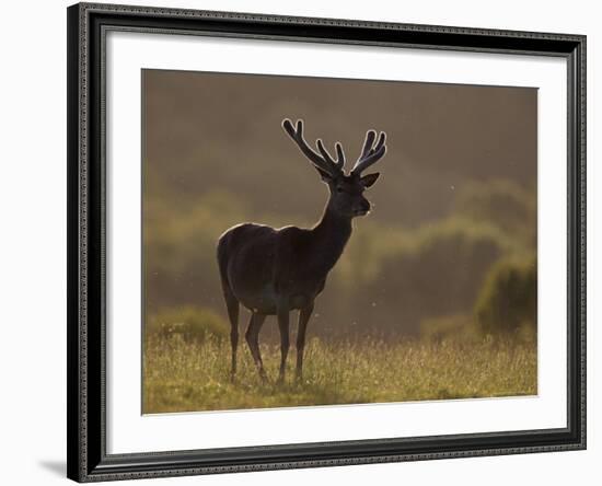 Red Deer (Cervus Elaphus), Stag in Velvet, Grasspoint, Mull, Inner Hebrides, Scotland-Steve & Ann Toon-Framed Photographic Print