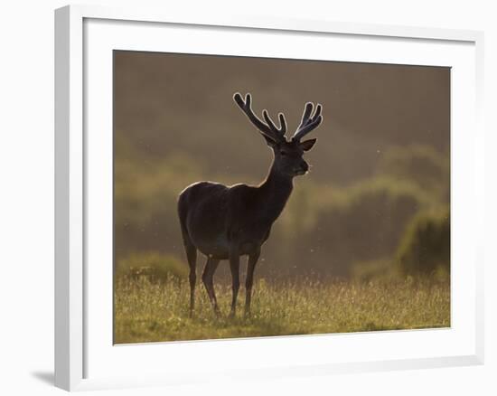 Red Deer (Cervus Elaphus), Stag in Velvet, Grasspoint, Mull, Inner Hebrides, Scotland-Steve & Ann Toon-Framed Photographic Print