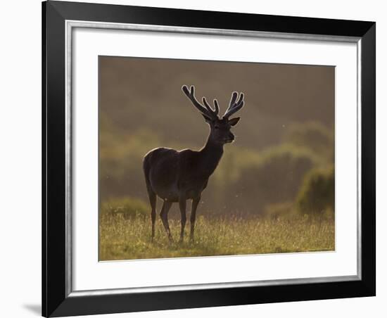 Red Deer (Cervus Elaphus), Stag in Velvet, Grasspoint, Mull, Inner Hebrides, Scotland-Steve & Ann Toon-Framed Photographic Print