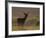 Red Deer (Cervus Elaphus), Stag in Velvet, Grasspoint, Mull, Inner Hebrides, Scotland-Steve & Ann Toon-Framed Photographic Print