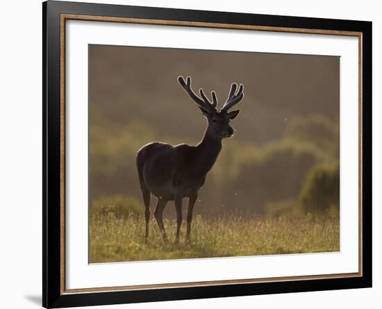 Red Deer (Cervus Elaphus), Stag in Velvet, Grasspoint, Mull, Inner Hebrides, Scotland-Steve & Ann Toon-Framed Photographic Print