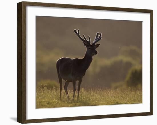 Red Deer (Cervus Elaphus), Stag in Velvet, Grasspoint, Mull, Inner Hebrides, Scotland-Steve & Ann Toon-Framed Photographic Print