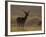 Red Deer (Cervus Elaphus), Stag in Velvet, Grasspoint, Mull, Inner Hebrides, Scotland-Steve & Ann Toon-Framed Photographic Print