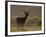 Red Deer (Cervus Elaphus), Stag in Velvet, Grasspoint, Mull, Inner Hebrides, Scotland-Steve & Ann Toon-Framed Photographic Print