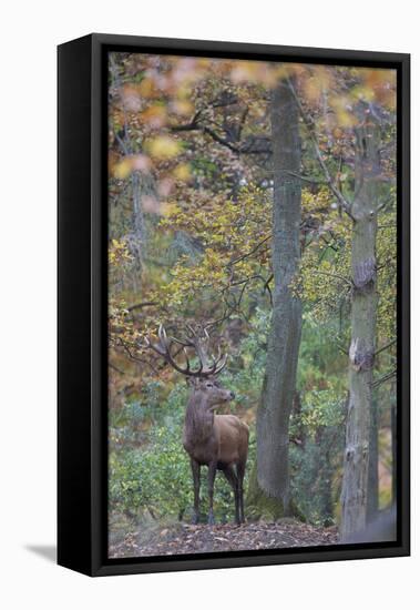 Red Deer (Cervus Elaphus) Stag in Wood During Rut, Klampenborg Dyrehaven, Denmark, October 2008-M?llers-Framed Premier Image Canvas