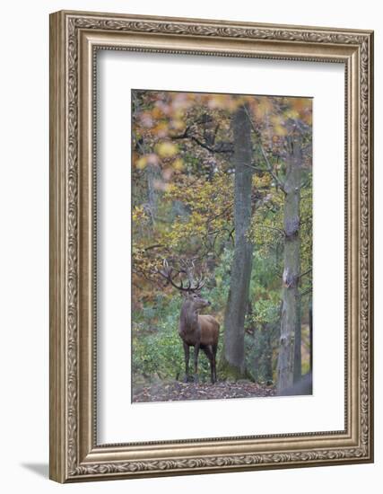 Red Deer (Cervus Elaphus) Stag in Wood During Rut, Klampenborg Dyrehaven, Denmark, October 2008-M?llers-Framed Photographic Print