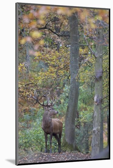 Red Deer (Cervus Elaphus) Stag in Wood During Rut, Klampenborg Dyrehaven, Denmark, October 2008-M?llers-Mounted Photographic Print