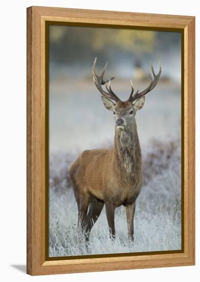 Red Deer (Cervus Elaphus) Stag, Portrait on Frosty Morning, Richmond Park, London, England-Danny Green-Framed Premier Image Canvas