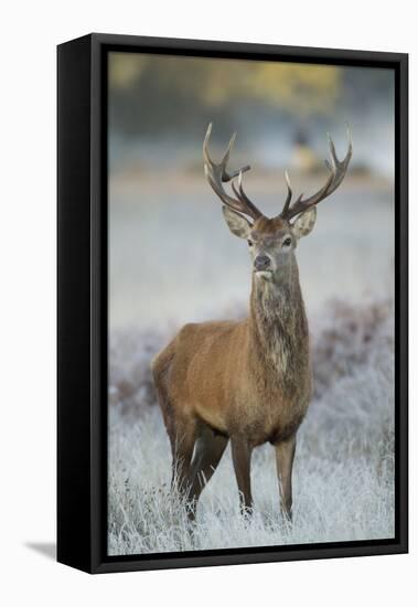 Red Deer (Cervus Elaphus) Stag, Portrait on Frosty Morning, Richmond Park, London, England-Danny Green-Framed Premier Image Canvas