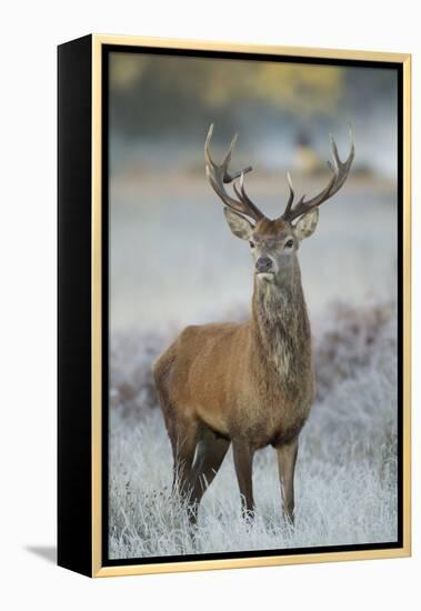 Red Deer (Cervus Elaphus) Stag, Portrait on Frosty Morning, Richmond Park, London, England-Danny Green-Framed Premier Image Canvas