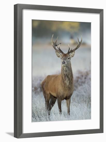 Red Deer (Cervus Elaphus) Stag, Portrait on Frosty Morning, Richmond Park, London, England-Danny Green-Framed Photographic Print