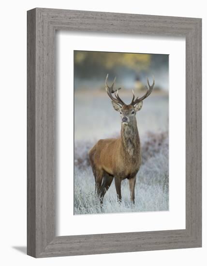 Red Deer (Cervus Elaphus) Stag, Portrait on Frosty Morning, Richmond Park, London, England-Danny Green-Framed Photographic Print