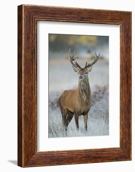 Red Deer (Cervus Elaphus) Stag, Portrait on Frosty Morning, Richmond Park, London, England-Danny Green-Framed Photographic Print