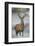 Red Deer (Cervus Elaphus) Stag, Portrait on Frosty Morning, Richmond Park, London, England-Danny Green-Framed Photographic Print