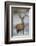 Red Deer (Cervus Elaphus) Stag, Portrait on Frosty Morning, Richmond Park, London, England-Danny Green-Framed Photographic Print