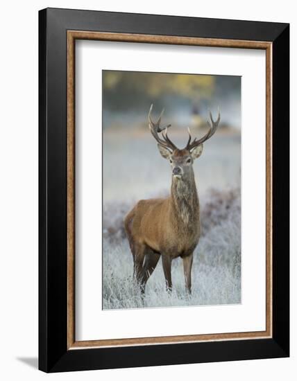 Red Deer (Cervus Elaphus) Stag, Portrait on Frosty Morning, Richmond Park, London, England-Danny Green-Framed Photographic Print