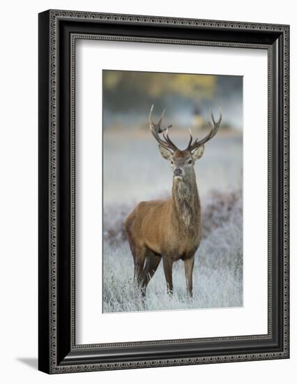 Red Deer (Cervus Elaphus) Stag, Portrait on Frosty Morning, Richmond Park, London, England-Danny Green-Framed Photographic Print