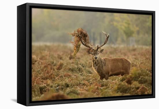 Red Deer (Cervus Elaphus) Stag Thrashing Bracken, Rutting Season, Bushy Park, London, UK, October-Terry Whittaker-Framed Premier Image Canvas