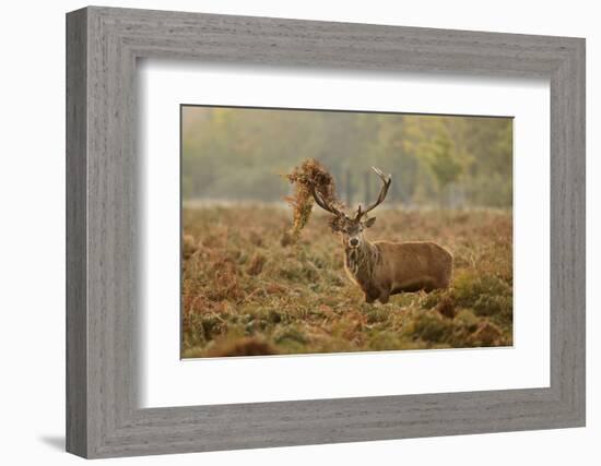 Red Deer (Cervus Elaphus) Stag Thrashing Bracken, Rutting Season, Bushy Park, London, UK, October-Terry Whittaker-Framed Photographic Print