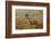 Red Deer (Cervus Elaphus) Stag Thrashing Bracken, Rutting Season, Bushy Park, London, UK, October-Terry Whittaker-Framed Photographic Print