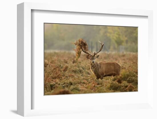 Red Deer (Cervus Elaphus) Stag Thrashing Bracken, Rutting Season, Bushy Park, London, UK, October-Terry Whittaker-Framed Photographic Print