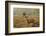 Red Deer (Cervus Elaphus) Stag Thrashing Bracken, Rutting Season, Bushy Park, London, UK, October-Terry Whittaker-Framed Photographic Print