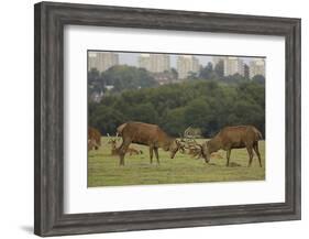 Red deer (Cervus elaphus) stags fighting during rut, Richmond Park, London, England-John Cancalosi-Framed Photographic Print