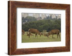 Red deer (Cervus elaphus) stags fighting during rut, Richmond Park, London, England-John Cancalosi-Framed Photographic Print