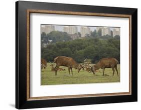 Red deer (Cervus elaphus) stags fighting during rut, Richmond Park, London, England-John Cancalosi-Framed Photographic Print