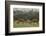 Red deer (Cervus elaphus) stags fighting during rut, Richmond Park, London, England-John Cancalosi-Framed Photographic Print