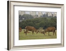 Red deer (Cervus elaphus) stags fighting during rut, Richmond Park, London, England-John Cancalosi-Framed Photographic Print