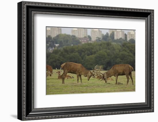 Red deer (Cervus elaphus) stags fighting during rut, Richmond Park, London, England-John Cancalosi-Framed Photographic Print