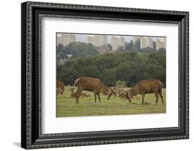 Red deer (Cervus elaphus) stags fighting during rut, Richmond Park, London, England-John Cancalosi-Framed Photographic Print