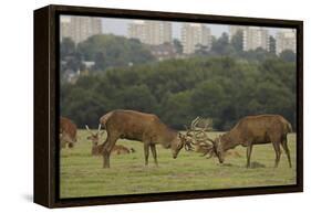 Red deer (Cervus elaphus) stags fighting during rut, Richmond Park, London, England-John Cancalosi-Framed Premier Image Canvas