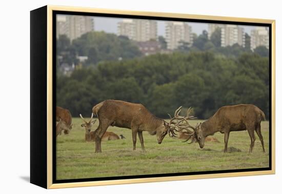 Red deer (Cervus elaphus) stags fighting during rut, Richmond Park, London, England-John Cancalosi-Framed Premier Image Canvas