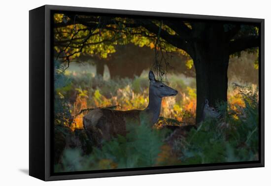 Red Deer Does on an Early Autumn Morning in Richmond Park-Alex Saberi-Framed Premier Image Canvas