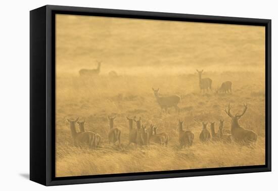 Red deer herd during rut in morning light. Derbyshire, UK-Paul Hobson-Framed Premier Image Canvas