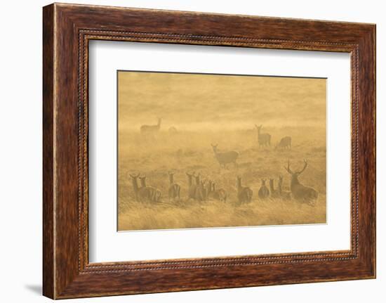 Red deer herd during rut in morning light. Derbyshire, UK-Paul Hobson-Framed Photographic Print